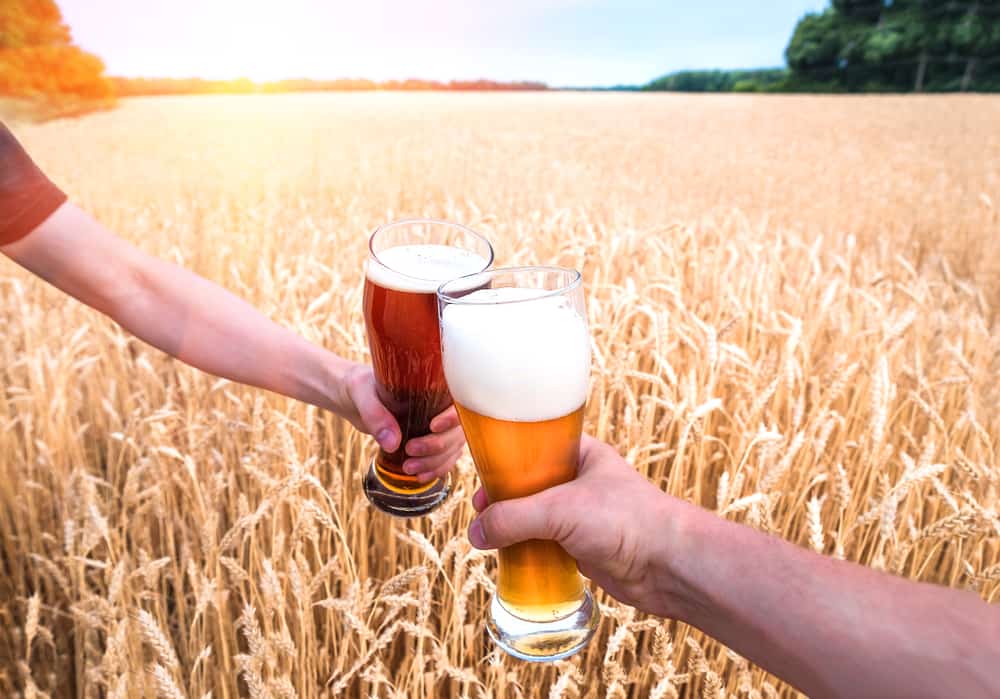 To sæt hænder holder glas med hvede øl i en skål hen over en hvedemark en solskinsdag.